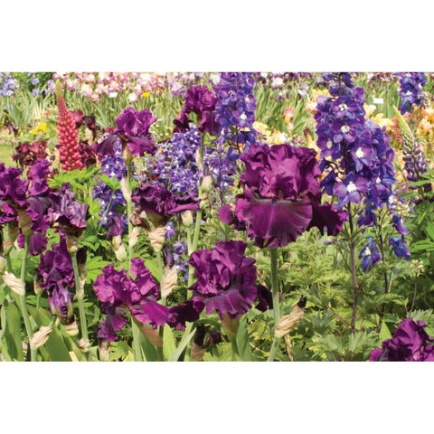 Purple Garden II Black Modern Wood Framed Art Print with Double Matting by Love, Maureen