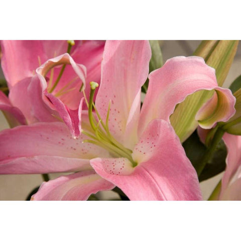 Soft Pink Lily I White Modern Wood Framed Art Print by Love, Maureen