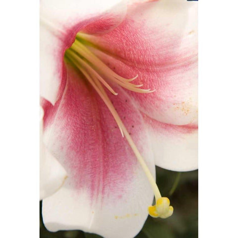 Soft Pink Lily II Black Modern Wood Framed Art Print with Double Matting by Love, Maureen