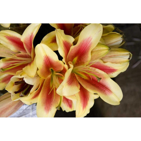 Vanilla Lily I Gold Ornate Wood Framed Art Print with Double Matting by Love, Maureen