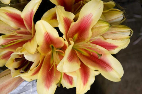 Vanilla Lily I Black Ornate Wood Framed Art Print with Double Matting by Love, Maureen