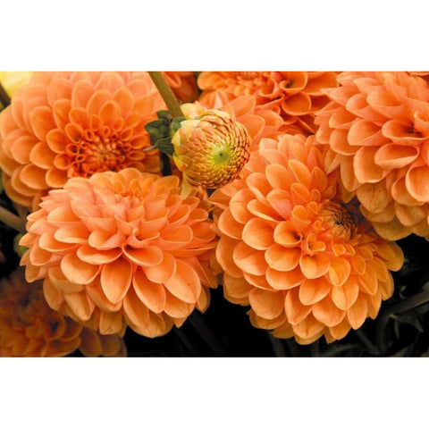 Peach Dalhia I Black Modern Wood Framed Art Print with Double Matting by Love, Maureen