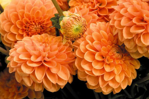 Peach Dalhia I Black Ornate Wood Framed Art Print with Double Matting by Love, Maureen