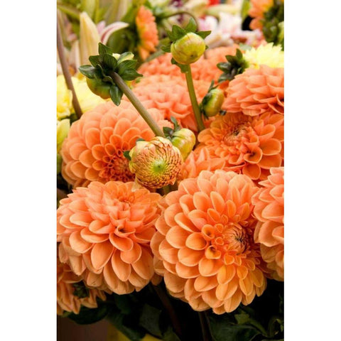 Peach Dalhia II Gold Ornate Wood Framed Art Print with Double Matting by Love, Maureen