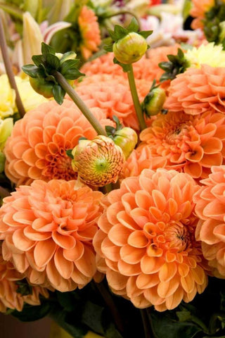 Peach Dalhia II White Modern Wood Framed Art Print with Double Matting by Love, Maureen