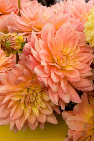 Peach Dalhia III Black Ornate Wood Framed Art Print with Double Matting by Love, Maureen