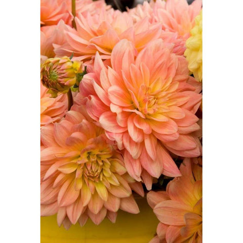 Peach Dalhia III Black Modern Wood Framed Art Print by Love, Maureen