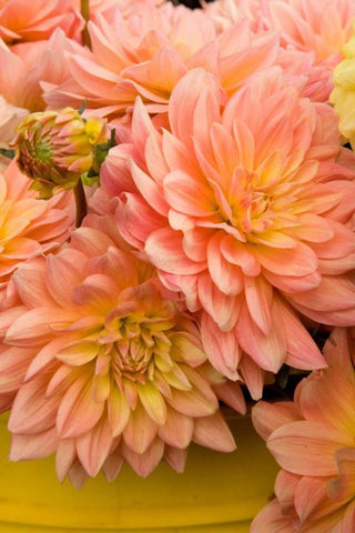 Peach Dalhia IV White Modern Wood Framed Art Print with Double Matting by Love, Maureen