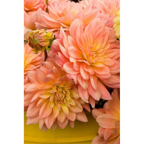 Peach Dalhia IV Black Modern Wood Framed Art Print by Love, Maureen