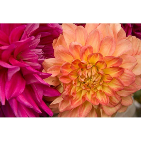 Fuschia Dalhia V Black Modern Wood Framed Art Print by Love, Maureen