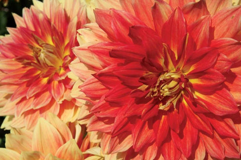 Hot Sun I Black Ornate Wood Framed Art Print with Double Matting by Love, Maureen