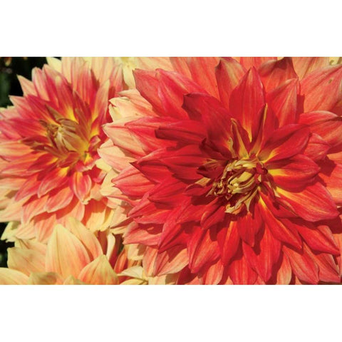 Hot Sun I Black Modern Wood Framed Art Print with Double Matting by Love, Maureen