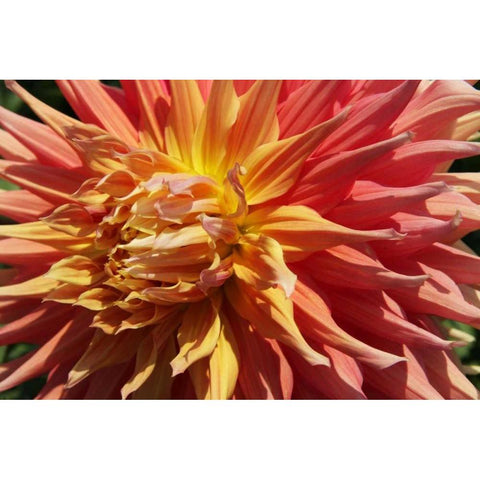 Warm Sun I Black Modern Wood Framed Art Print with Double Matting by Love, Maureen