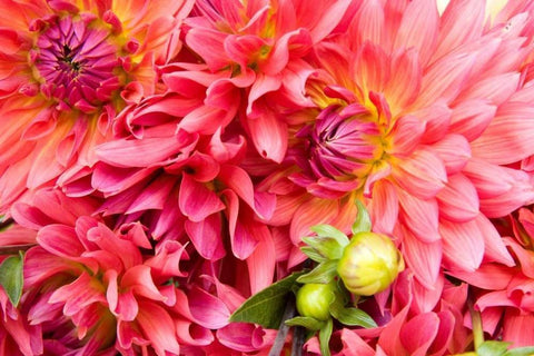 Pink Dalhia III Black Ornate Wood Framed Art Print with Double Matting by Love, Maureen