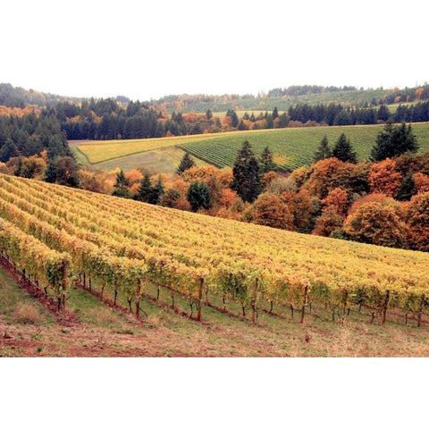 Fall in Wine Country I White Modern Wood Framed Art Print by Love, Maureen