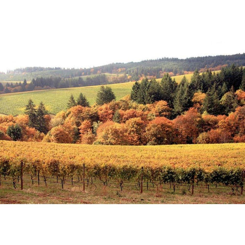 Fall in Wine Country I Gold Ornate Wood Framed Art Print with Double Matting by Love, Maureen