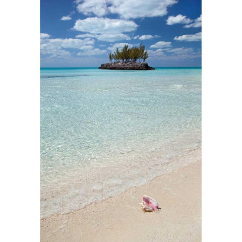 Gaulding Cay Conch White Modern Wood Framed Art Print by Malvin, Larry