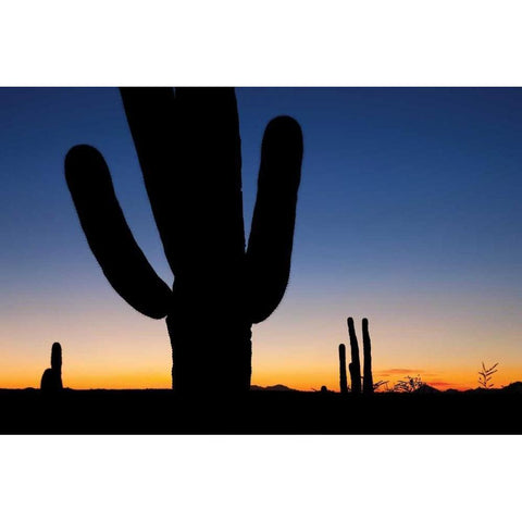 Clear Saguaro Sunset I Black Modern Wood Framed Art Print with Double Matting by Malvin, Larry