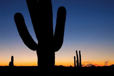 Clear Saguaro Sunset I Black Ornate Wood Framed Art Print with Double Matting by Malvin, Larry