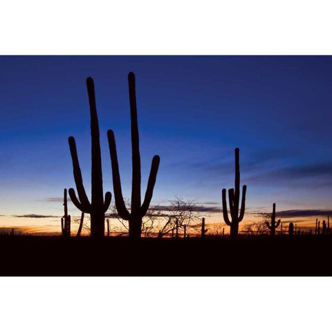 Classic Saguaro Sunset II Gold Ornate Wood Framed Art Print with Double Matting by Malvin, Larry