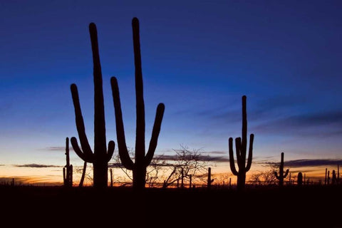 Classic Saguaro Sunset II White Modern Wood Framed Art Print with Double Matting by Malvin, Larry