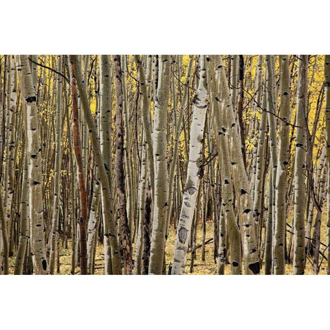 Aspen Grove I Gold Ornate Wood Framed Art Print with Double Matting by Malvin, Larry