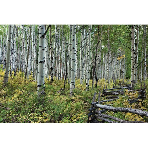 Aspen Grove II Black Modern Wood Framed Art Print with Double Matting by Malvin, Larry