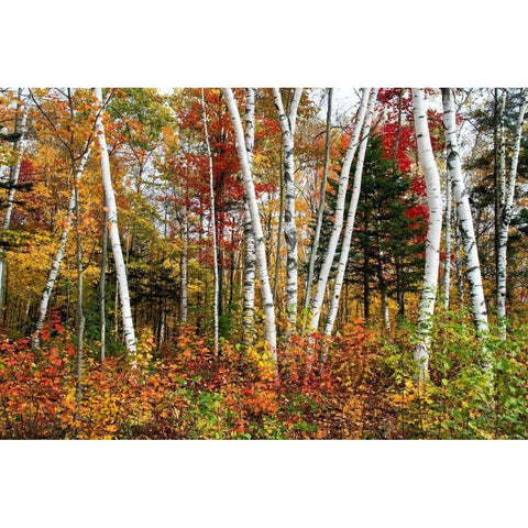 Vermont Birches White Modern Wood Framed Art Print by Malvin, Larry