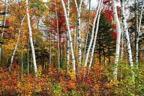Vermont Birches White Modern Wood Framed Art Print with Double Matting by Malvin, Larry