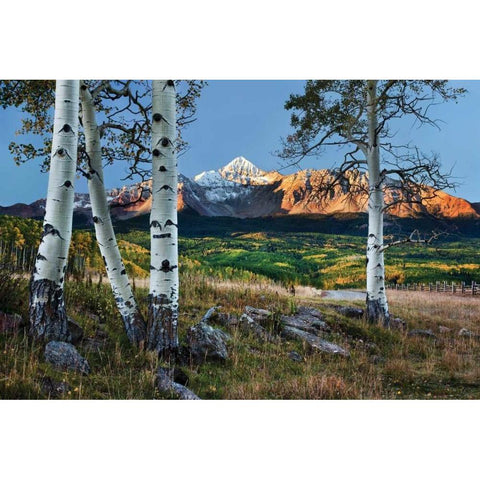 Wilson Peak Aspens I White Modern Wood Framed Art Print by Malvin, Larry