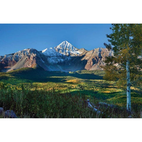 Wilson Peak Aspens II Gold Ornate Wood Framed Art Print with Double Matting by Malvin, Larry