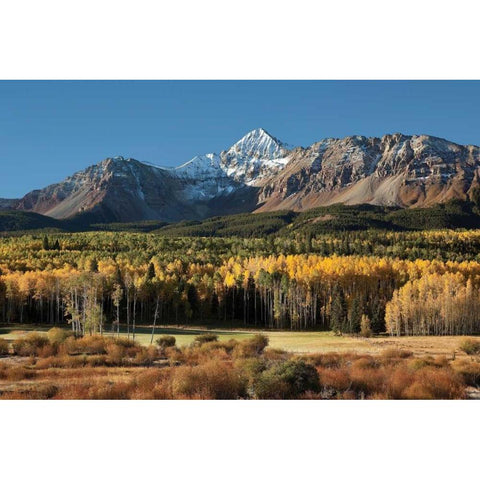 Wilson Peak Yellow Aspens Gold Ornate Wood Framed Art Print with Double Matting by Malvin, Larry