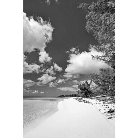 Deep Creek Tree BW Black Modern Wood Framed Art Print with Double Matting by Malvin, Larry