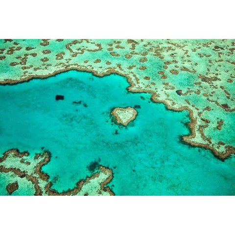 Great Barrier Reef IV White Modern Wood Framed Art Print by Malvin, Larry