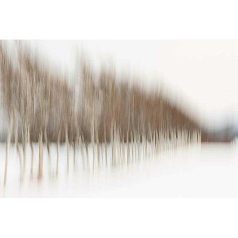 Birch Blur I White Modern Wood Framed Art Print by Malvin, Larry