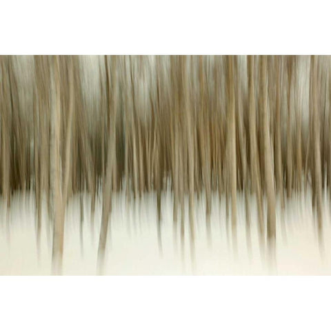 Birch Blur II Black Modern Wood Framed Art Print with Double Matting by Malvin, Larry