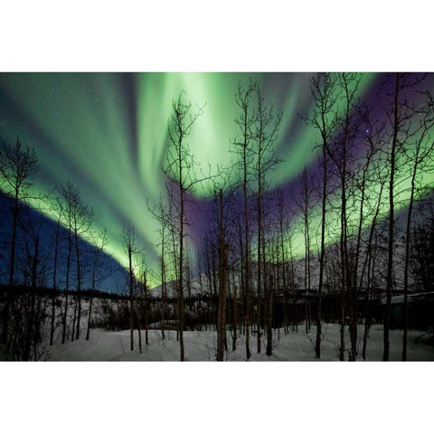 Aurora Borealis IX White Modern Wood Framed Art Print by Malvin, Larry