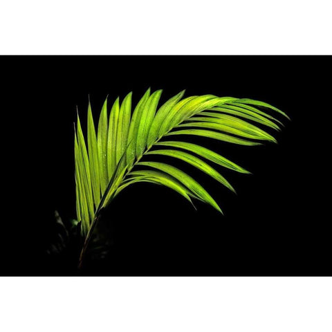 Fern on Black Black Modern Wood Framed Art Print by Malvin, Larry