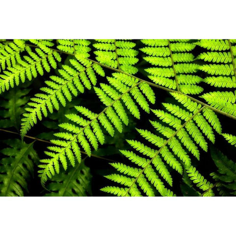 Fern Patterns Gold Ornate Wood Framed Art Print with Double Matting by Malvin, Larry