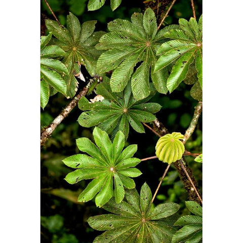 Cloud Forest Foliage I Black Modern Wood Framed Art Print with Double Matting by Malvin, Larry