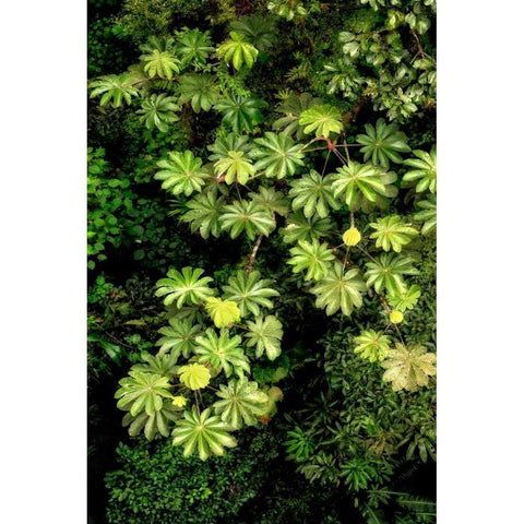 Cloud Forest Foliage II White Modern Wood Framed Art Print by Malvin, Larry
