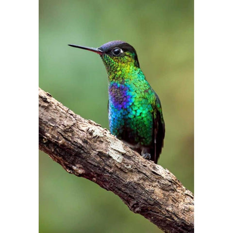 Hummingbird I Gold Ornate Wood Framed Art Print with Double Matting by Malvin, Larry