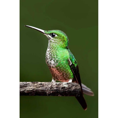 Hummingbird III Gold Ornate Wood Framed Art Print with Double Matting by Malvin, Larry