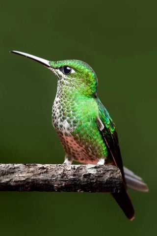 Hummingbird III White Modern Wood Framed Art Print with Double Matting by Malvin, Larry
