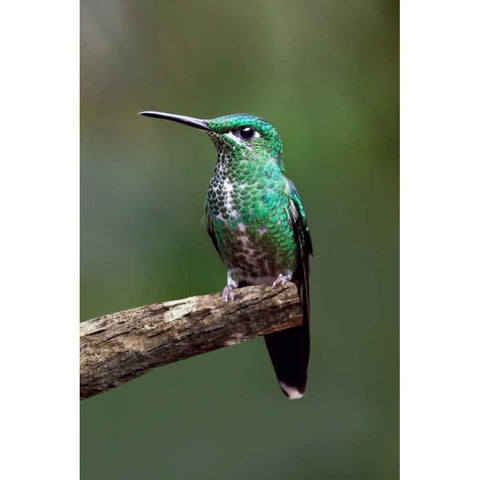 Hummingbird IV Black Modern Wood Framed Art Print by Malvin, Larry