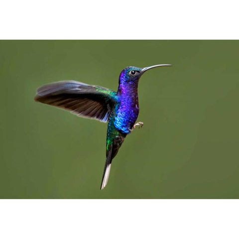 Hummingbird VII Gold Ornate Wood Framed Art Print with Double Matting by Malvin, Larry