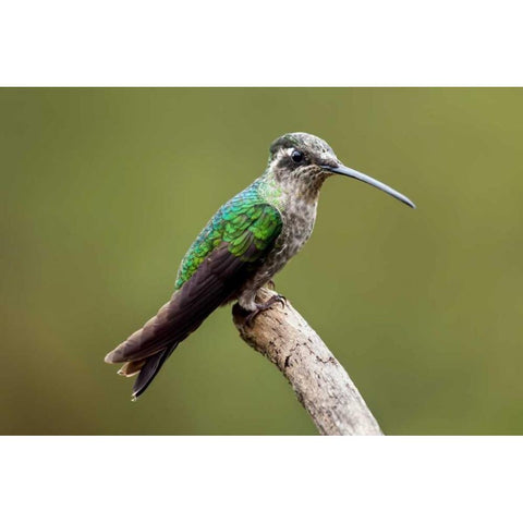 Hummingbird VIII Gold Ornate Wood Framed Art Print with Double Matting by Malvin, Larry