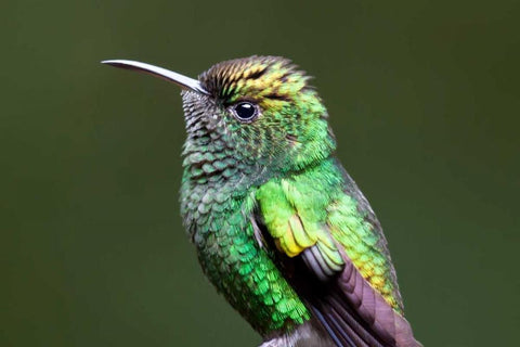 Copper Headed Black Ornate Wood Framed Art Print with Double Matting by Malvin, Larry