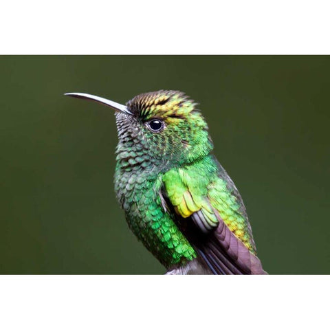 Copper Headed White Modern Wood Framed Art Print by Malvin, Larry