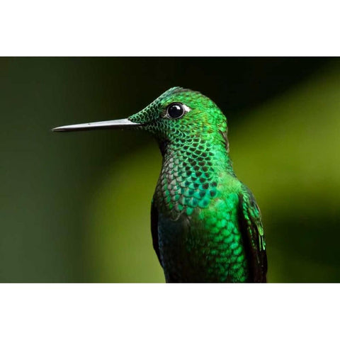 Steely Vented White Modern Wood Framed Art Print by Malvin, Larry